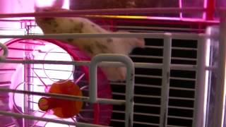 My Hamster Uses His Wheel Wrongly 回し車の使い方を間違えるハムスター [upl. by Elleirda639]