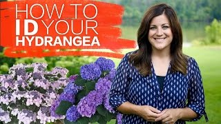 How to Identify Your Hydrangea  Garden Answer [upl. by Auqinahs10]