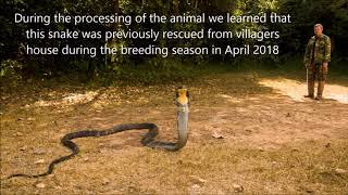 Release of rescued King Cobra Ophiophagus hannah [upl. by Ziana]