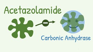 Mechanism of Action of Acetazolamide  a Carbonic Anhydrase Inhibitor [upl. by Aihsatal]