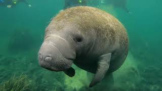 Diving With Rare Manatees In Crystal River [upl. by Steffin]