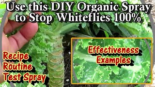 The Best DIY Organic Spray 2 Stop Whiteflies Recipe Routine Demonstration of Effectiveness amp More [upl. by O'Rourke]