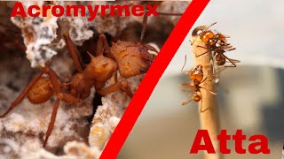 Unterschiede zwischen Atta und Acromyrmex  ft Doim [upl. by Tsyhtema]