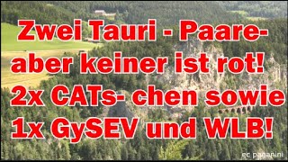 Zwei Tauri Paare aber keine Lok ist rot 2x CATschen sowie GySEV 1047 503 und WLB ES64 U2 022 [upl. by Lust739]