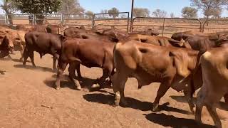 A Yearling amp Weaner Sale Friday 25th Ac  Fagan Family Koomoorang Cunnamulla [upl. by Htnicayh]