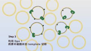 點突變方法與原理小動畫 SiteDirected Mutagenesis Basic [upl. by Enicnarf]