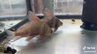 Chinese Hi Fin Loach Myxocyprinus asiaticus [upl. by Moriarty]