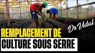 Décision difficile mais salutaire Remplacement dune culture sous serre défaillante au Cameroun [upl. by Temp]