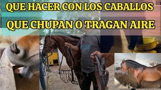 QUE HACER CON LOS CABALLOS QUE CHUPAN O TRAGAN AIRE AEROFAGIA EN EQUINOS [upl. by Job]