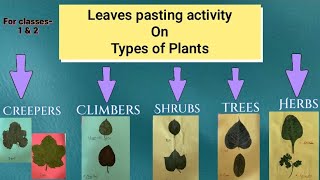 Types of Plants  Leaves pasting activity  Creepers climbersShrubsTrees and Herbs [upl. by Darrel909]