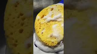 Fresh Pine Pinalen Sponge Squeezes spongesqueezing asmr pinalen [upl. by Jaworski]