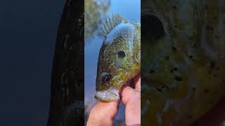 Brand New Spot Green Sunfish Has Black Dots Fish 6 [upl. by Damle972]