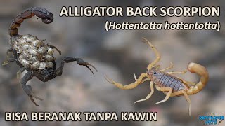 Hottentotta hottentotta Scorpion Kalajengking parthenogenesis bisa beranak tanpa kawin 🦂❤🦂 [upl. by Burkle]