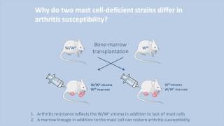 Unravelling differences in arthritis manifestation in mast celldeficient mice [upl. by Beilul877]