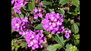 LN T4E11 Lantana Rastrera Trasplante para Kusamono L montevidiensis [upl. by Lalaj]