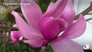 Comment choisir un magnolia à planter au jardin   Truffaut [upl. by Haral]