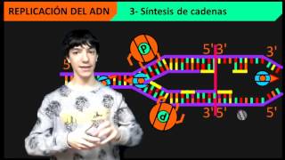 Replicación del ADN paso a paso [upl. by Aggappe]