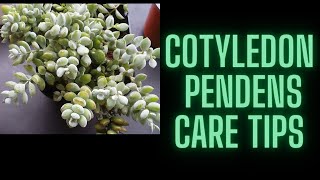 COTYLEDON PENDENS CARE TIPS [upl. by Calle]