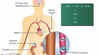 Aldosterone Action on the Kidney [upl. by Aramo]