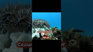 CROWNOF THORNS STARFISH😱A VERY POISON STARFISH😱spearfishingadventures spearfishinglife [upl. by Tony]