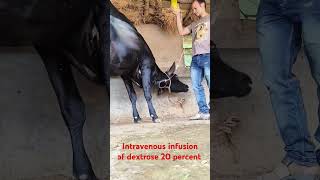 Dextrose 20 percent and vitamin B complex infusion in jugular vein in a cow for ketosis [upl. by Gonagle]