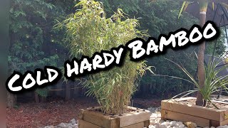 Fargesia rufa cold hardy Bamboo bamboo coldhardybamboo fargesiarufa [upl. by Anib]