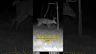 Whitetail Buck vs Cedar Rubbing Post hunting hunter trailcamera browning michigan deer [upl. by Llij597]