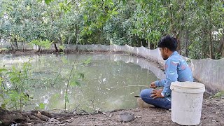 Fishing for climbing perch fish by hook in Cambodia [upl. by Earl]