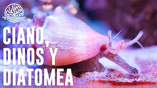 Cómo ELIMINAR Cianobacteria diatomea y dinoflagenados🪸 [upl. by Pieter]