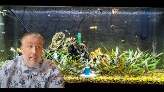 Has Youtube Ruined Aquarium Lighting [upl. by Castera]