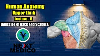 NEXT MEDICO 2022  MBBS  Human Anatomy Upper limb  Muscles of Back and Scapula Lecture 5 [upl. by Metah37]