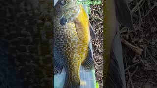 Giant green Sunfish look at the size of it fish angler panfish bass [upl. by Lafleur]