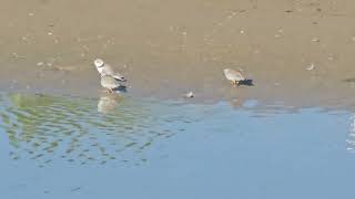 Piping Plovers The cutest territorial dispute youve ever seen Charadrius melodus [upl. by Asilahs274]