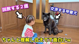 【ホッコリ】説教する２歳と、交渉する甲斐犬が面白すぎましたw [upl. by Loretta42]