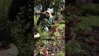 2018 Fall Planting Perennial Groundcovers [upl. by Aneehc672]