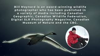 Bill Maynard  Canadian Wildlife Photographer [upl. by Ashelman]