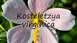 How to Pronounce Kosteletzya virginica [upl. by Nawrocki424]