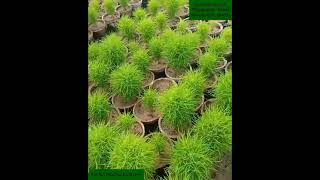 Summer Annual plants Series Kochia Kochia scoparia Bassia scoparia [upl. by Ahcila]