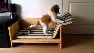 Kooikerhondje Zorra 12 weeks couch [upl. by Kenison]