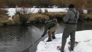 Trophy Trout Fly Fishing Big Laramie River Colorado [upl. by Idnil350]