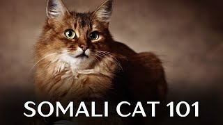 Somali Cat 101  Everything You Need to Know [upl. by Heyes]