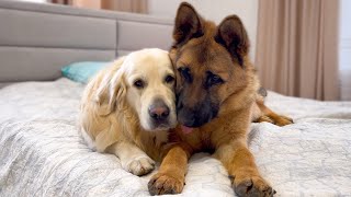 How the Golden Retriever and the German Shepherd Became Best Friends Compilation [upl. by Bakerman]