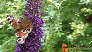 Jak pěstovat motýlí keř Komule Davidova Buddleia Davidii [upl. by Florette]