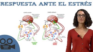 Fisiología del ESTRÉS  Respuesta física [upl. by Ardena]