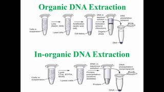 Steps of Organic and Inorganic DNA Extraction [upl. by Introk]