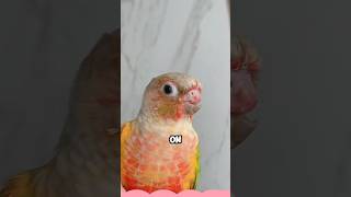 Parrot with beak accidentally caught in door shortvideo animals healing pets birds love [upl. by Hamlen]