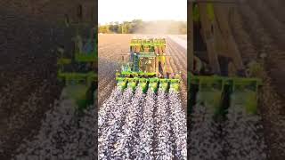 cotton harvesting season start agriculturemachinery agriculture holl [upl. by Ojyma]