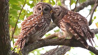 Barred Owl Courtship 4K nuzzle owl barredowl bird birding nature wildlife [upl. by Aydan]