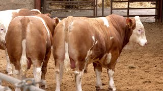 Delfur Simmentals yearling bulls [upl. by Ume215]