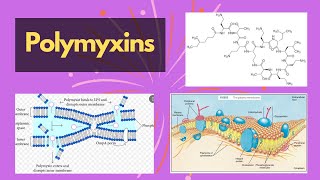 Polymyxins  polymyxins cell membrane inhibitors and their functions  polymyxin chemical structure [upl. by Marla]